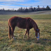 Cavallo da passeggiata o trecking quarter horse