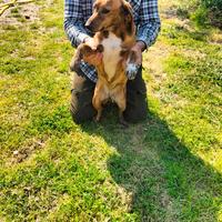 Cane da cinghiale