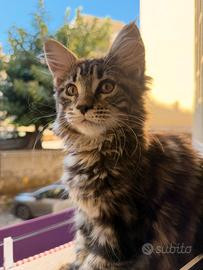 Gattina maine coon