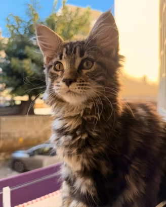 Gattina maine coon