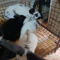 Coniglietti papillon