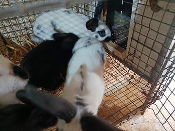 Coniglietti papillon