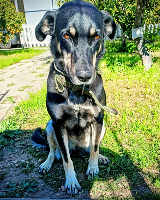 Nelly salvata dalla strada