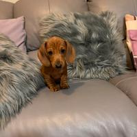 Cucciolo Bassotto Kaninchen nano fulvo