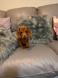 Cucciolo Bassotto Kaninchen nano fulvo