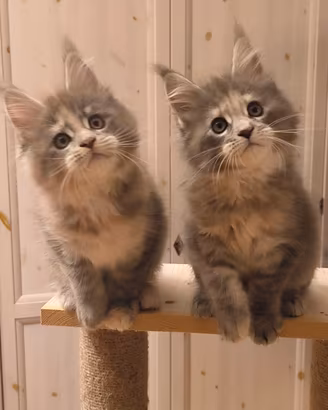 Maine Coon cuccioli