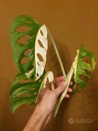 Monstera Adansonii Variegata