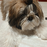 Cucciolo shih-tzu