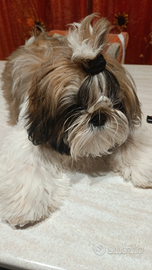 Cucciolo shih-tzu