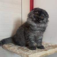 Highland Scottish fold