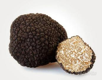 Tartufo scorzone 