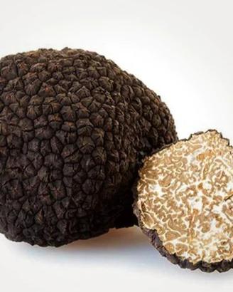 Tartufo scorzone 