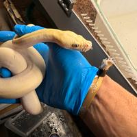 Pitone ivory. Maschio moluro