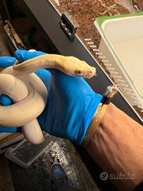 Pitone ivory. Maschio moluro