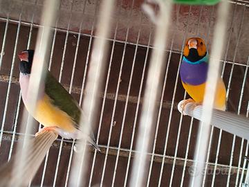 Diamanti di Gould e passero del Giappone