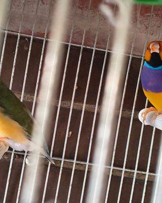 Diamanti di Gould e passero del Giappone