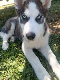 Siberian husky