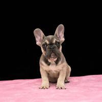 Bouledogue francese femmina