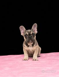 Bouledogue francese femmina