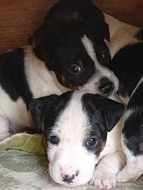 Cuccioli di jack Russel