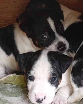 Cuccioli di jack Russel