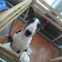 Bull terrier