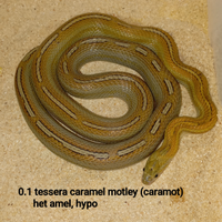 Femmine serpente del grano