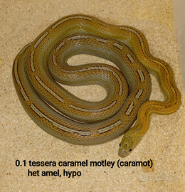 Femmine serpente del grano