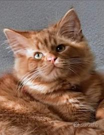 Gatto rosso pelo lungo 11 mesi Teramo