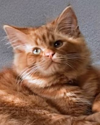 Gatto rosso pelo lungo 11 mesi Teramo