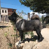 Stallone Akita Americano per MONTA