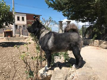 Stallone Akita Americano per MONTA