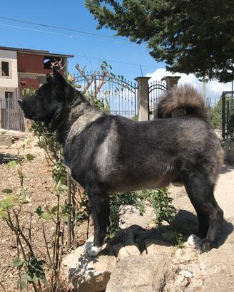 Stallone Akita Americano per MONTA