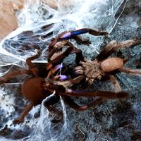 Chilobrachys nathanicarum