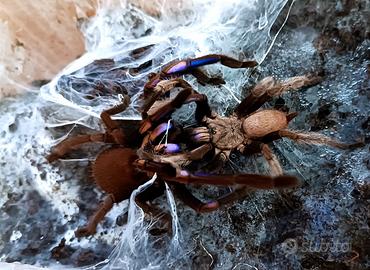 Chilobrachys nathanicarum