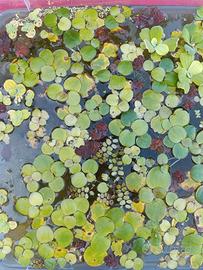 Limnobium laevigatum -pianta galleggiante -