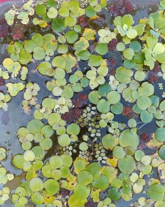 Limnobium laevigatum -pianta galleggiante -