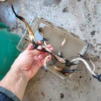 rizomi fiore di loto