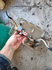 rizomi fiore di loto