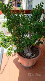 Pianta ficus benjamin