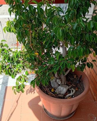 Pianta ficus benjamin