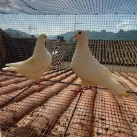 Colombi di grossa taglia