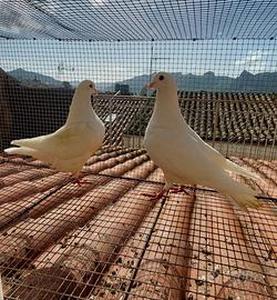 Colombi di grossa taglia