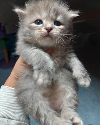 Gatto siberiano