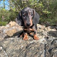 Bassotto tedesco nano