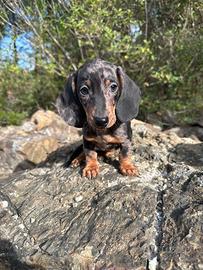 Bassotto tedesco nano