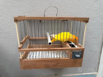 Inseparabile opalino lutino