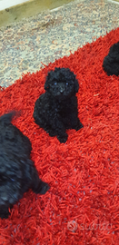 Barboncino total black mini