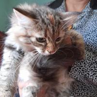 Cucciola gatta siberiana