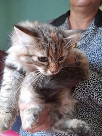 Cucciola gatta siberiana